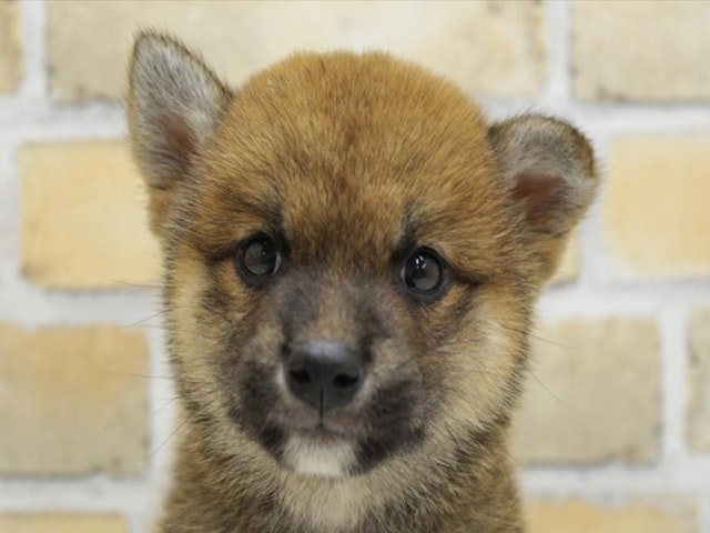 広島県の柴犬(標準サイズ) (ペッツワン広島LECT店/2024年7月20日生まれ/女の子/赤)の子犬